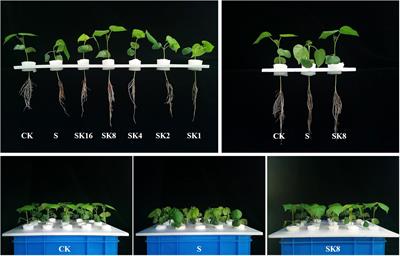 Weighted gene co-expression network analysis revealed the key pathways and hub genes of potassium regulating cotton root adaptation to salt stress